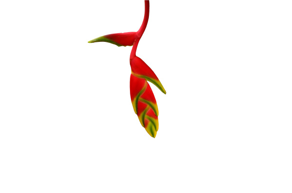 red and yellow heliconia flower isolated
