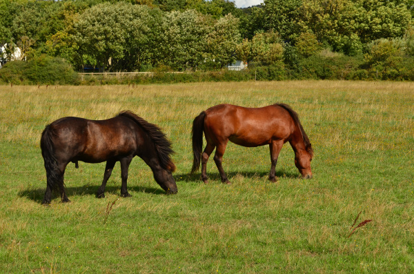 the pair of beautiful horses are