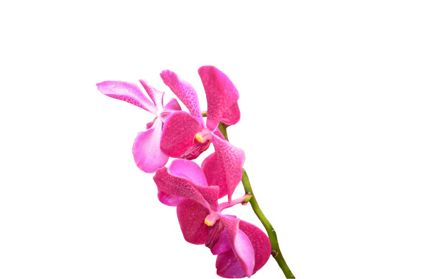 beautiful, pink, orchid, isolated, on, the - 28278376