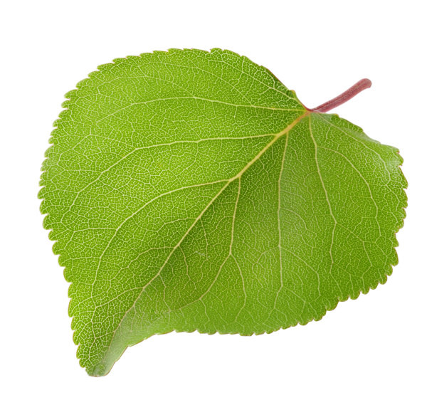 green, leaf, of, apricot - 28278776