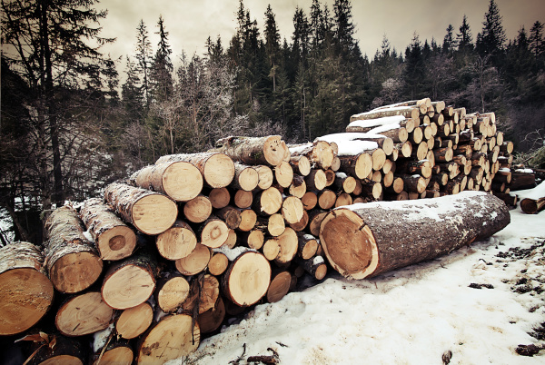 pile, of, logs, in, the, winter - 28278700