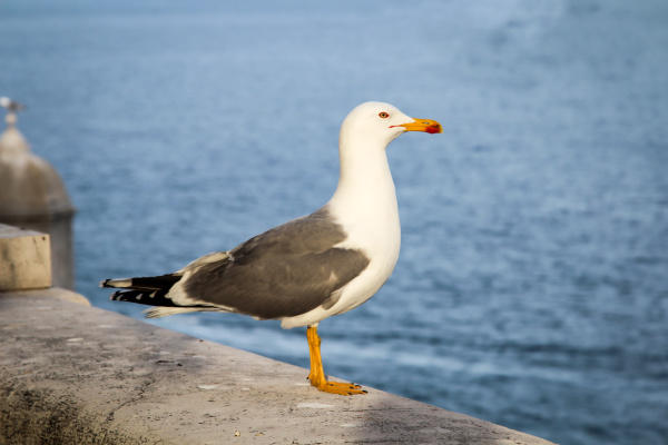 portrait, of, a, single, seagull, on - 28278391