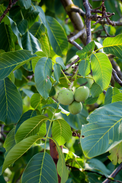 walnuts, still, hanging, on, a, tree - 28278329