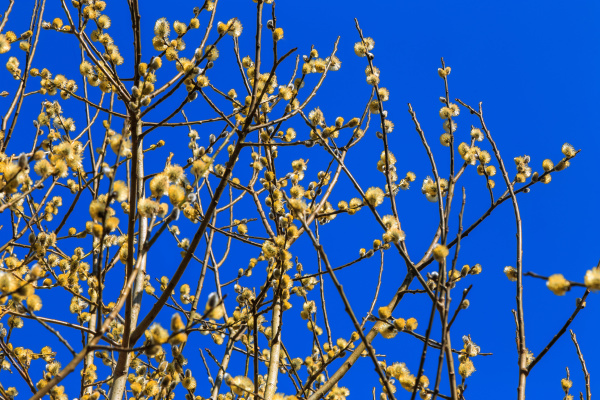 blooming, yellow, willow - 28279106
