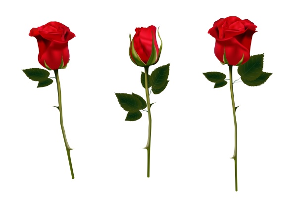 red, rose, isolated, on, a, white - 28279254