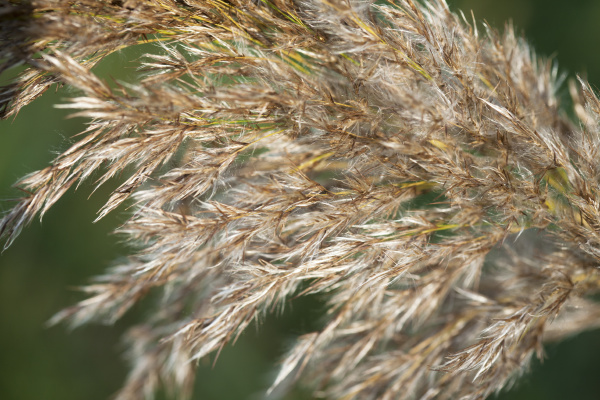 macro closeup single golden reed grass