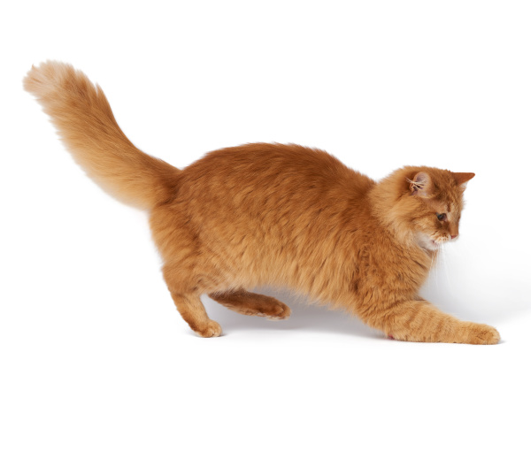 big, adult, fluffy, red, cat, in - 28280416