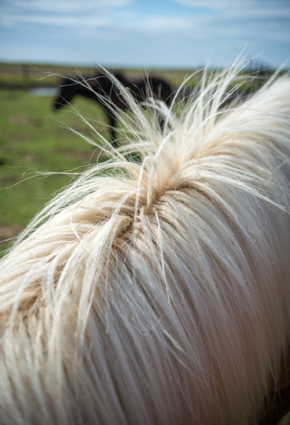 close, up, of, icelandic, horse, in - 28280098