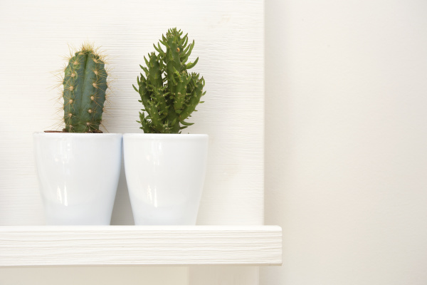 two, green, cactuses, decoration, in, white - 28280011