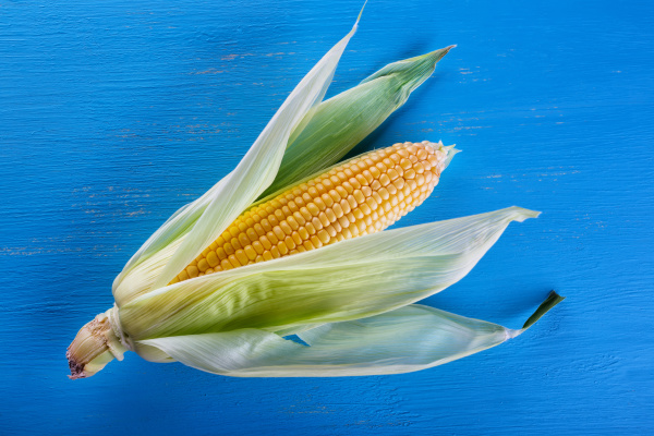 yellow ripe corn on blue background