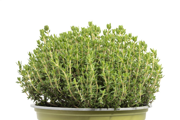 fresh thyme in a small pot