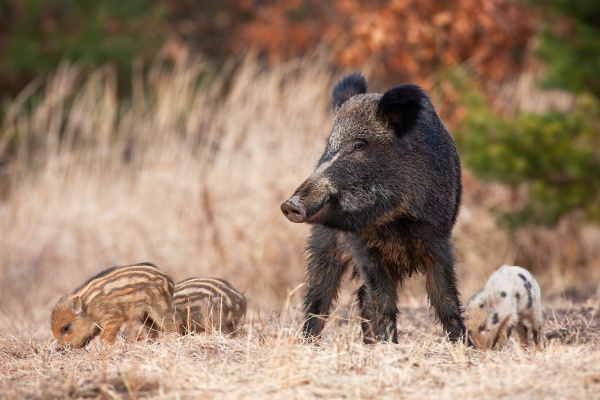 peaceful wild boar herd with adult