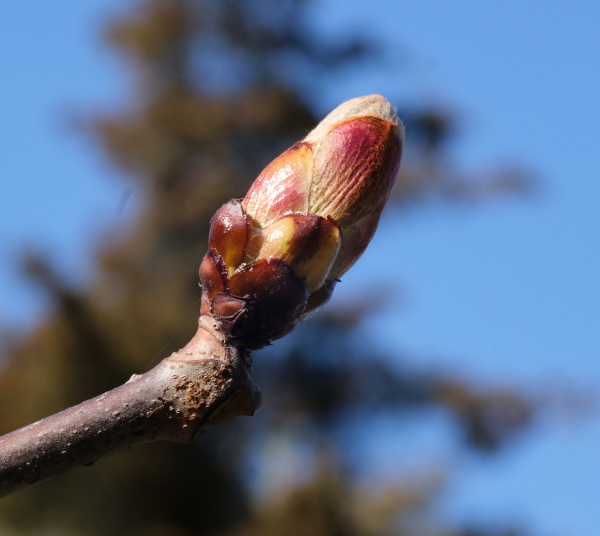 unblown maple bud with green leaves