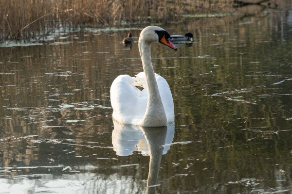 the mute swan cygnus olor
