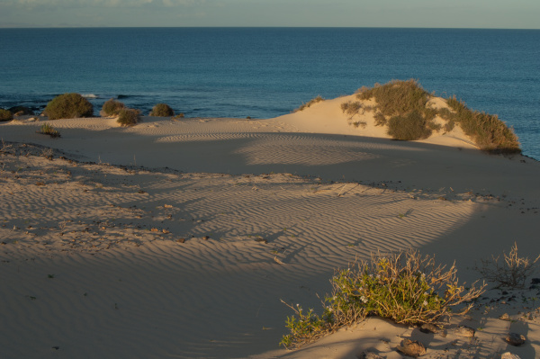 corralejo dunes in the corralejo natural
