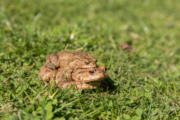 pair of toads in the grass