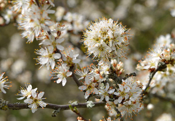 blooming blackthorn on the edge of