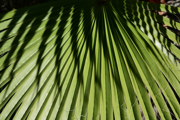 palm leaves in the province of
