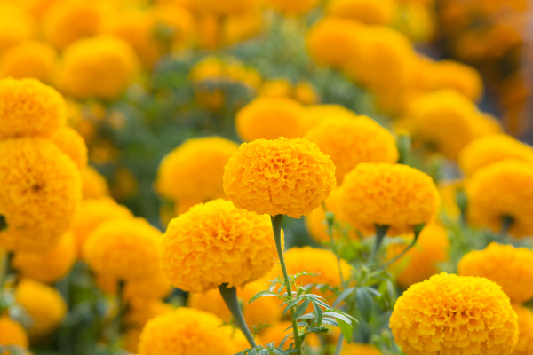 orange marigolds flower fields selective
