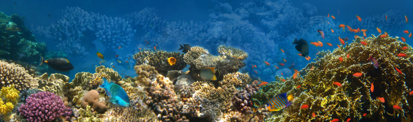 underwater, world, , coral, fishes, of - 28353241