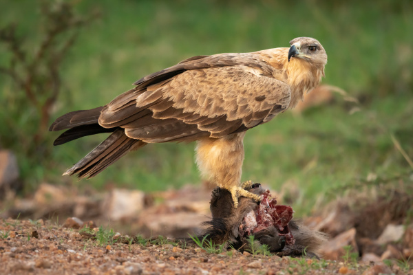 tawny eagle stands on kill looking