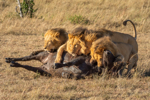 three male lion lie on buffalo