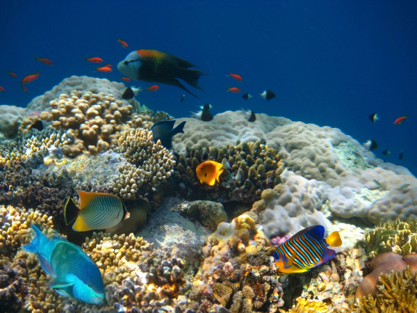 underwater world coral fishes of