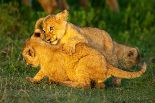 two lion cubs play fight on