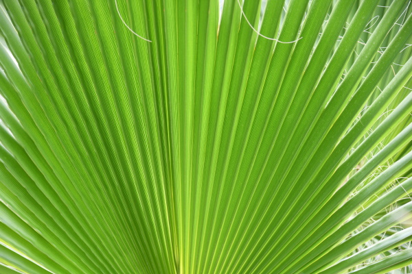 palm leaves in the province of