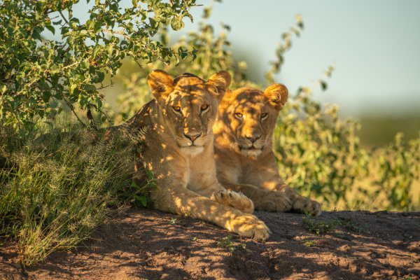 two lionesses lie by bushes eyeing