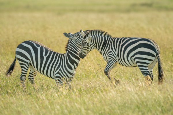 two plains zebra fight in long