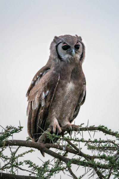 verreaux eagle owl on thorny branch
