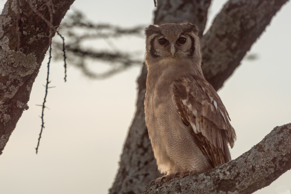 verreaux eagle owl perched on branch