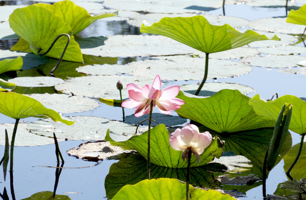 lotuses in a flood plain of