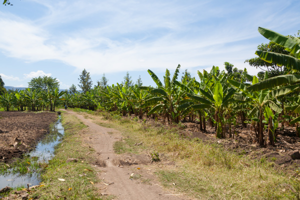 banana plantation near lake manyara