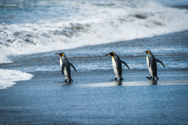 three king penguins walking on wet