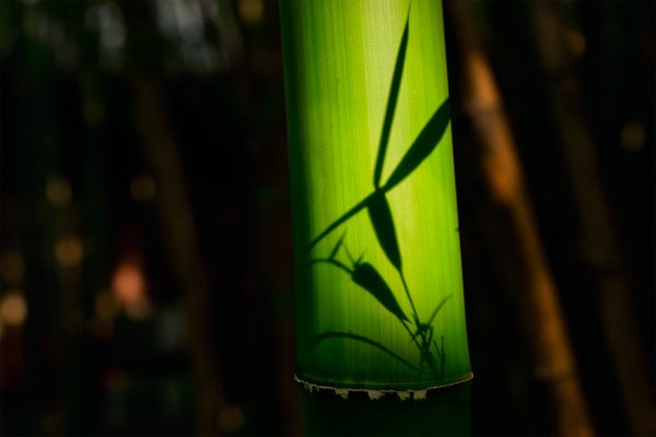 bamboo close up in bamboo grove
