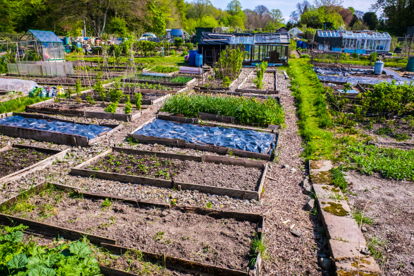 allotments cultivated by the tenants for