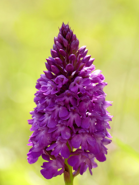 pyramidal orchid german wild orchid