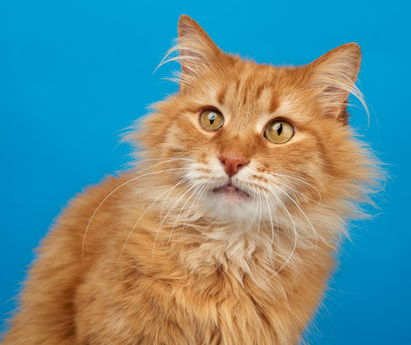 portrait of adult ginger fluffy cat