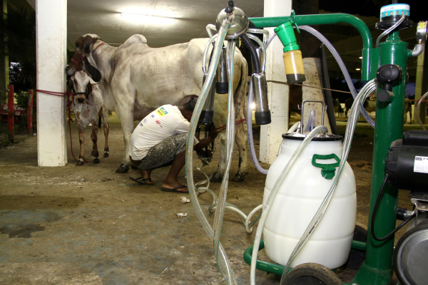 cow milking