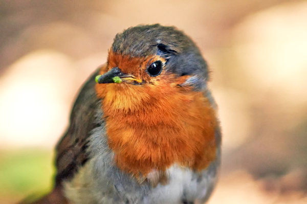 little robin in landscape