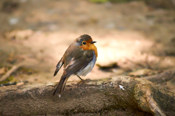little robin in landscape