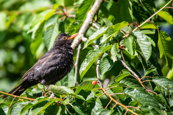 blackbird while sunbathing in a tree