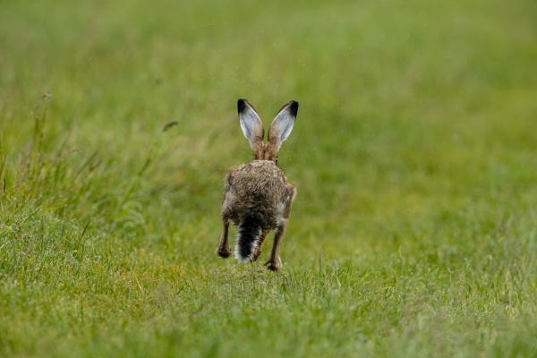 a wild brown hare on a