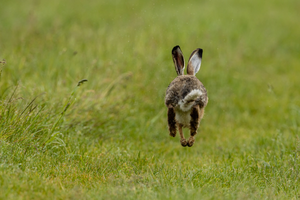 a wild brown hare on a