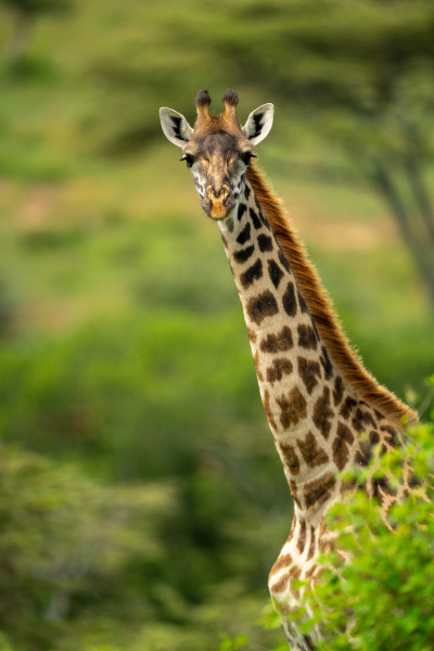 close up of masai giraffe looking
