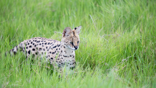 serval cat in the grassland of