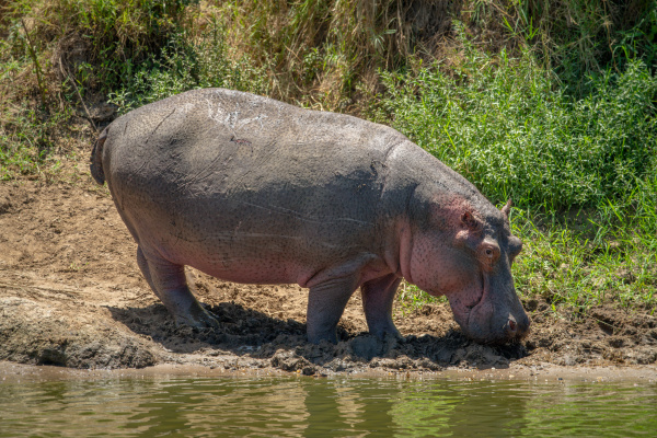 hippo stands on muddy bank of