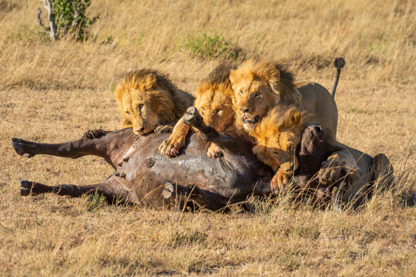 four male lions feeding on buffalo
